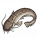 花斑鲶.png