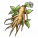 千年人参.png
