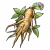 千年人参.png
