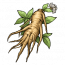 千年人参.png