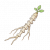 龙骨草.png
