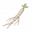龙骨草.png