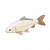 白背鲤.png