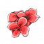 红花.png