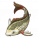 黄河鲤.png