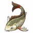黄河鲤.png