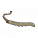 冬虫夏草.png