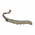 冬虫夏草.png