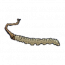 冬虫夏草.png