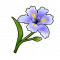 典雅蝴蝶花