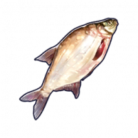 鳊鱼.png