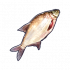 鳊鱼.png