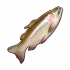 虹鳟.png