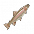 鳟鱼.png