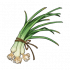 葱.png