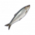 鲱鱼.png