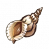 海螺.png