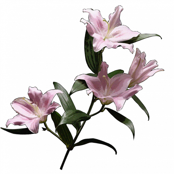 文件:收藏品百合花.png