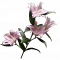 收藏品百合花.png