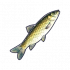 草鱼.png