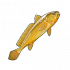 黄鱼.png