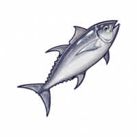 金枪鱼.png