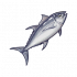 金枪鱼.png