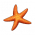 海星.png