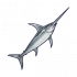 箭鱼.png