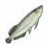 骨舌鱼.png