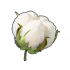 棉花.png