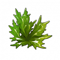 海藻.png