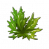 海藻.png