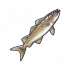 鳕鱼.png