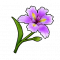幽静蝴蝶花