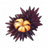 海胆.png
