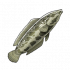 黑鱼.png