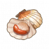 扇贝.png