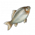鲫鱼.png