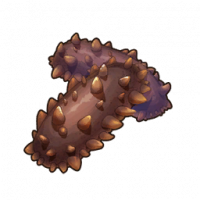 海参.png