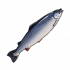 三文鱼.png