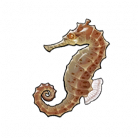 海马.png
