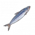 沙丁鱼.png