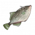 绿鳍马面鲀.png