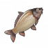 鲤鱼.png