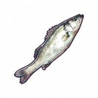 鲈鱼.png