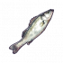 鲈鱼.png