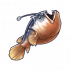 安康鱼.png