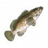 石斑鱼.png