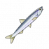 鳀鱼.png